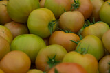 Green Pink Tomatoes