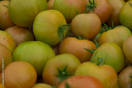 Fototapeta Naklejka Na Ścianę i Meble -  Green Pink Tomatoes
