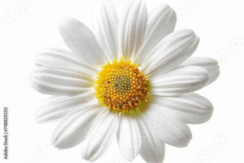 A beautiful white Daisy (Marguerite) isolated on a white background.