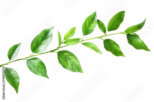 Close-up of a branch with green leaves on white background, fresh grass, herbal illustration, decorative plant, natural floral design, organic nature symbol, agriculture symbol, ecology symbol © Zaleman