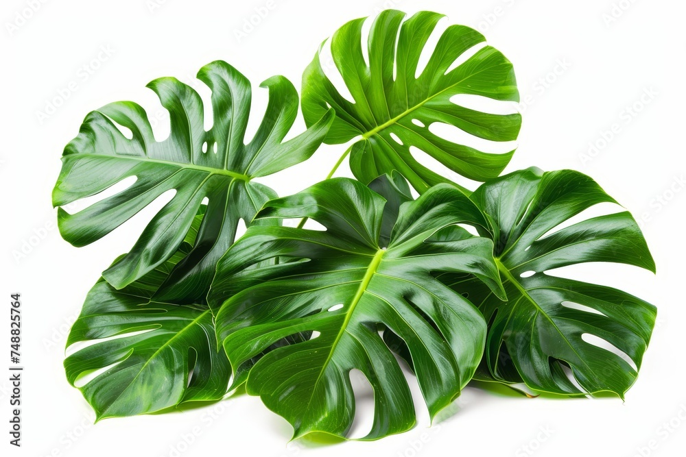 On a white background, Monstera miltiple leaves with seed pods are isolated