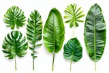 On a white background, tropical leaves appear different