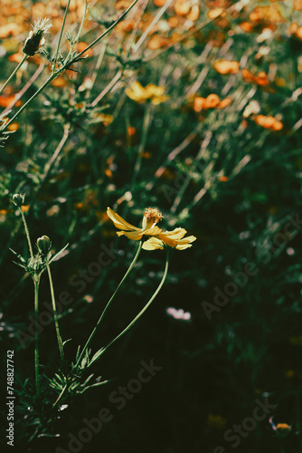 Close-up of Sulfur cosmo blooming in field, Full frame shot of Sulfur cosmo in park, inspiration and nature. Sulfur cosmo have wheel-toothed leaves and yellow petals