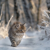 a kitten walking the path of a winter forest