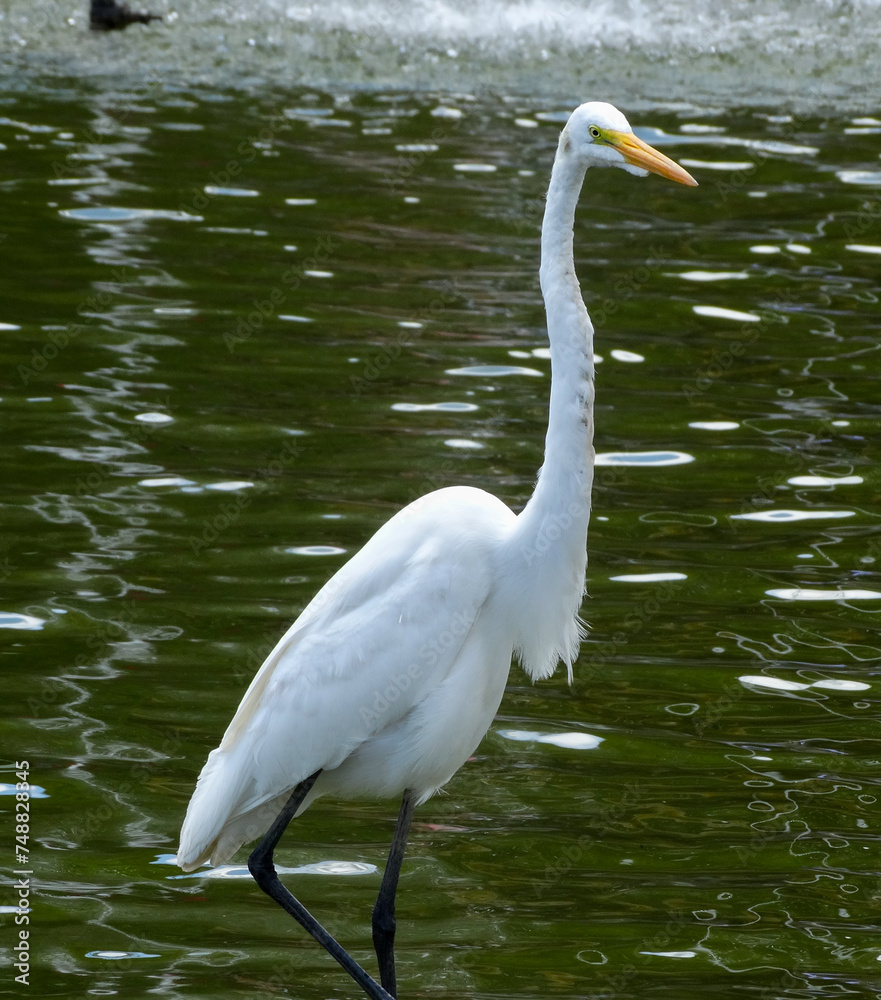 Obraz premium White heron photographed in a park lake. They can be found throughout Brazil. With a long, yellow beak, black legs and fingers. It measures an average of 90 cm and feeds on aquatic prey.