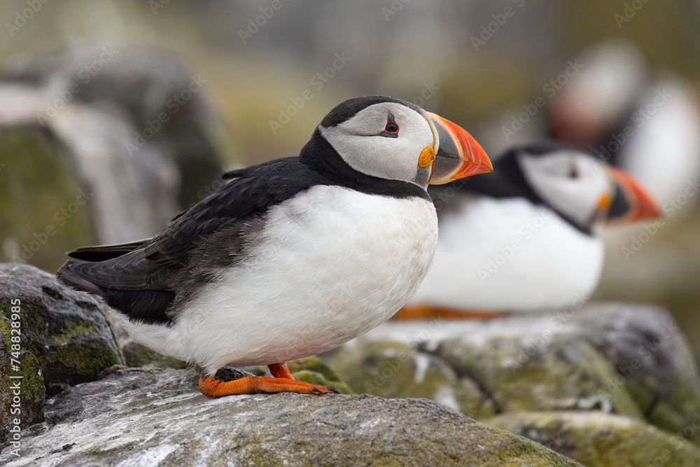 Fototapeta premium Cute Puffin portrait