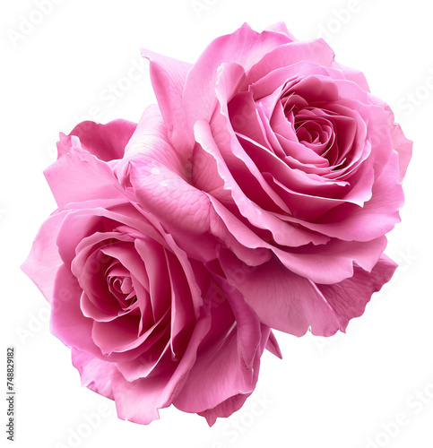 Two pink roses on a transparent background