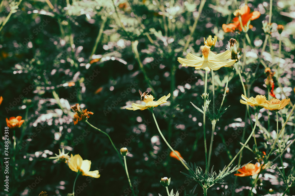 Cosmos sulphureus is also known as sulfur cosmos and yellow cosmos. Beautiful flower with orange color,close up of summer sulfur Cosmos flower, yellow Cosmos flower Cosmos sulphureus is also known as sulfur cosmos and yellow cosmos. Beautiful flower with orange color,close up of summer sulfur Cosmos flower, yellow Cosmos flower