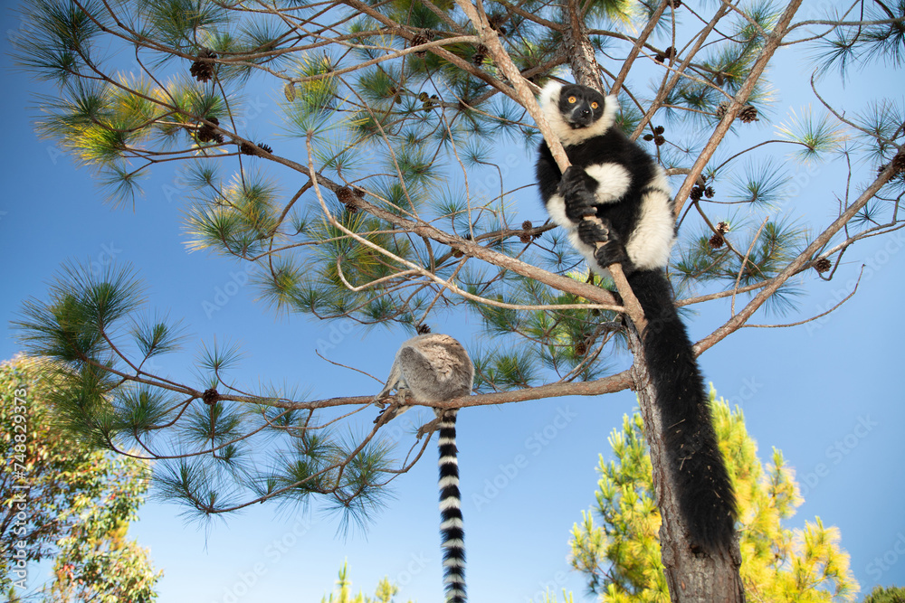 Obraz premium black and white ruffed lemur in its natural habitat, Madagascar