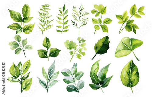 Various leaves are depicted in watercolor in a particular style.