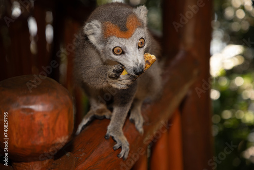 Crowned lemur (Eulemur Coronatus), endemic animal photo