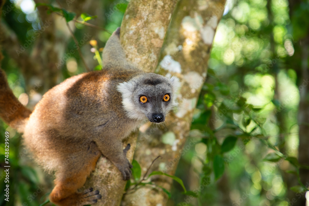 Obraz premium Crowned lemur (Eulemur Coronatus), endemic animal
