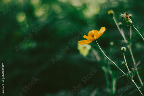  Cosmos sulphureus is also known as sulfur cosmos and yellow cosmos. Beautiful flower with orange color,close up of summer sulfur Cosmos flower, yellow Cosmos flower photo