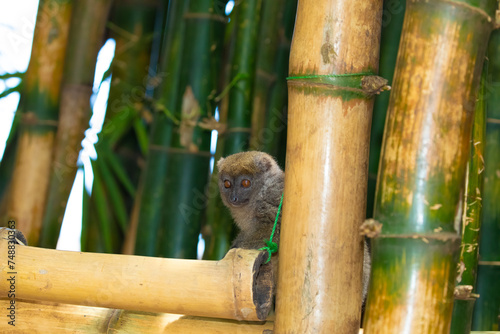 bamboo lemur, Hapalemur simus in Madagascar. photo