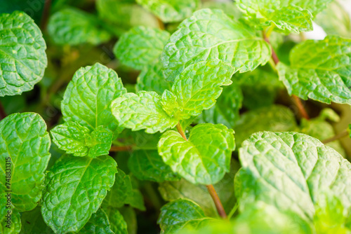 Fresh green peppermint plant in the garden