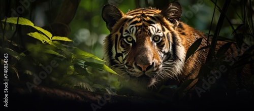 a tiger in the middle of the forest.