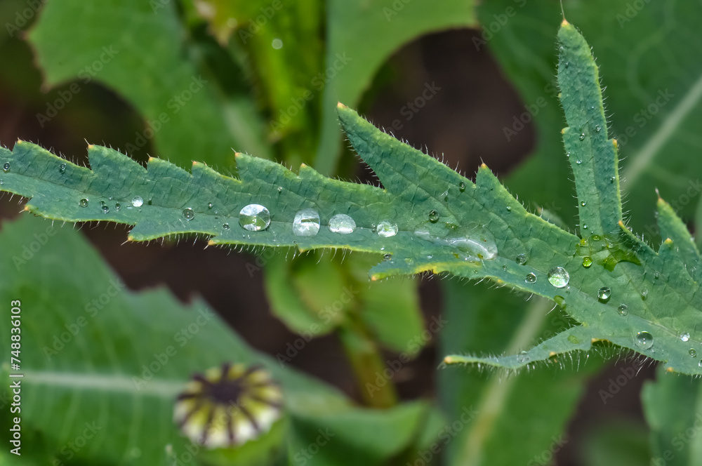 Drops of water in a green leaf of a plant Drops of water in a green leaf of a plant