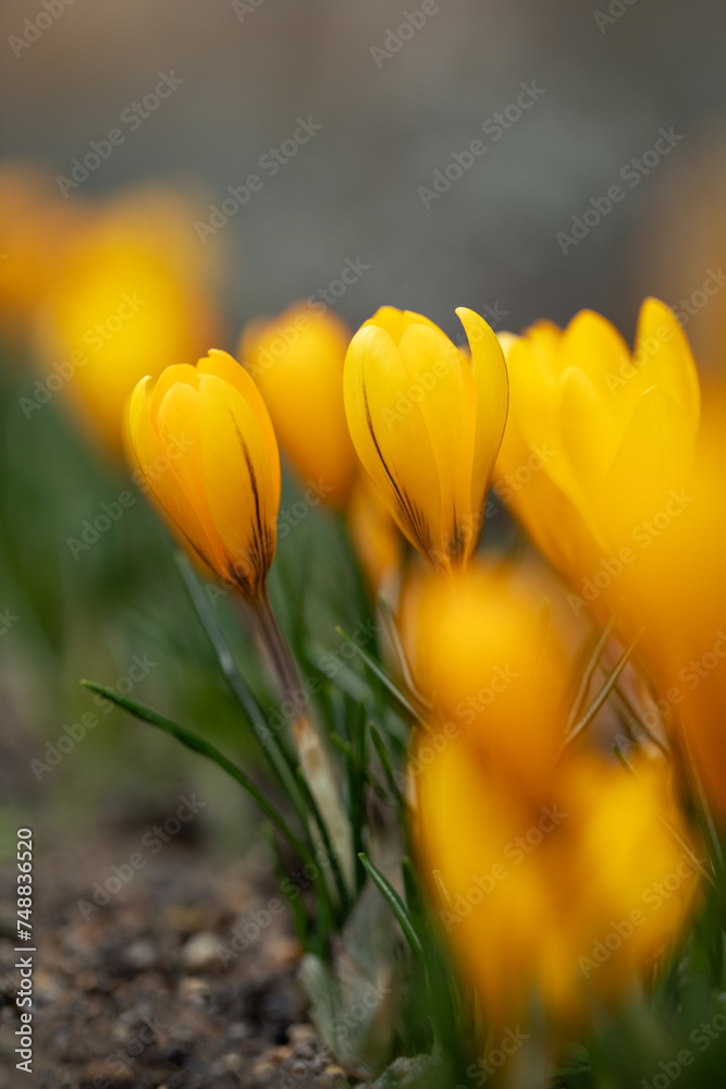 yellow crocuses as spring background, Crocus sieberi yellow crocuses as spring background, Crocus sieberi