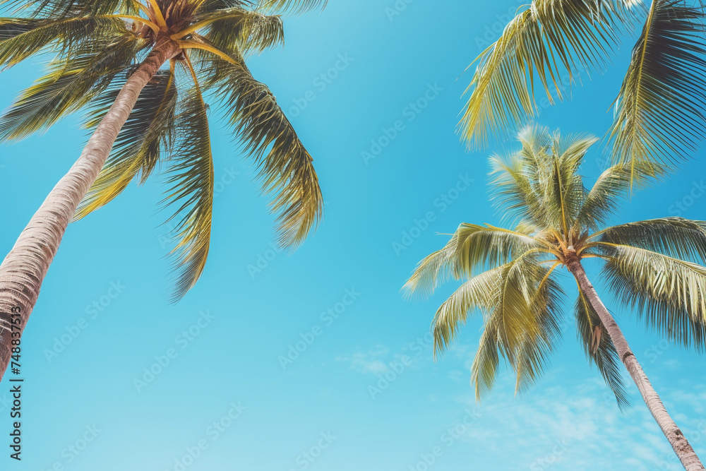 coconut trees on the beach, coconut trees, beach, summer beach