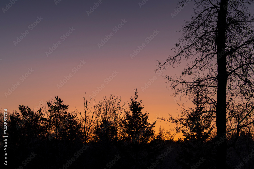 Twilight over the wood. Twilight over the wood.