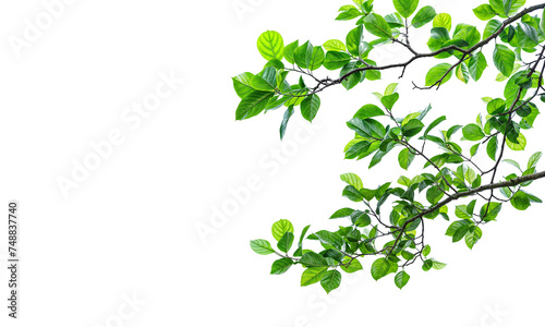 tree branches PNG trensparent background