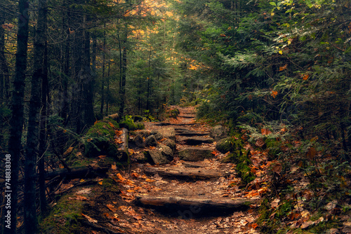 Fototapeta Naklejka Na Ścianę i Meble -  Path in a dense autumn forest. tourist trail through the national park. USA. New Hampshire.
