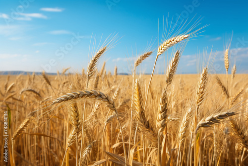 wheat fields, beautiful scenery, agricultural scenery