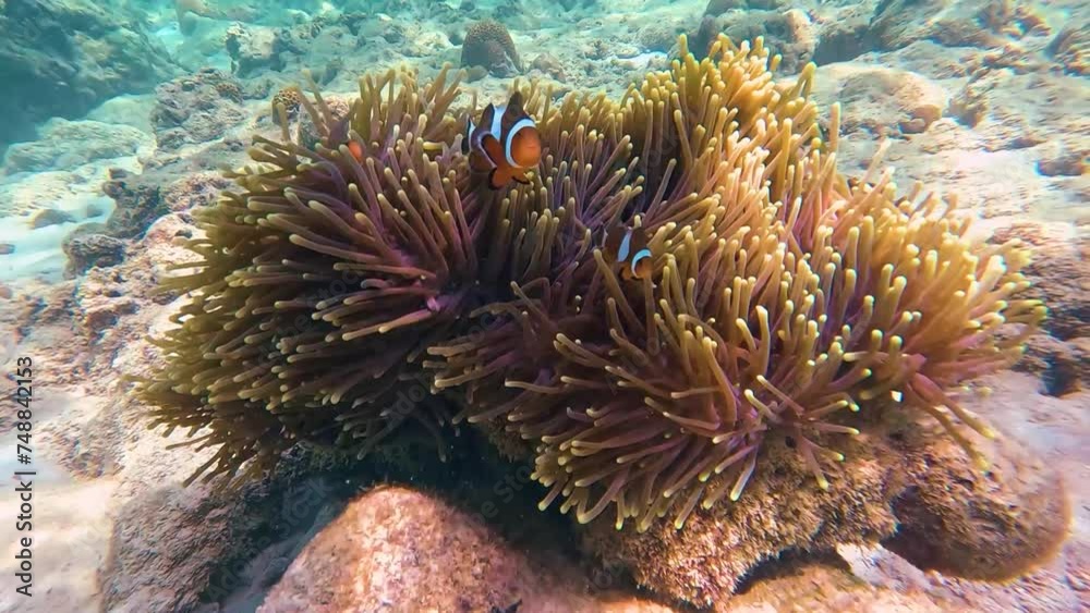 Clown fish Amphiprion ocellaris swim family group in polyps poisonous ...