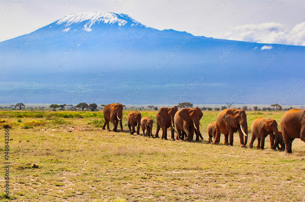 Obraz premium A timeless African scene of Elephant herds on the move to fresh pastures under the shadow of the looming Mount Kilimanjaro at Amboseli National Park, Kenya