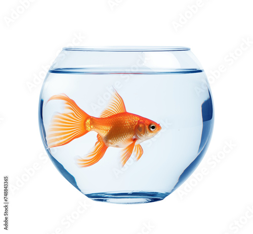 Goldfish in a bowl isolated on transparent background. Generative AI