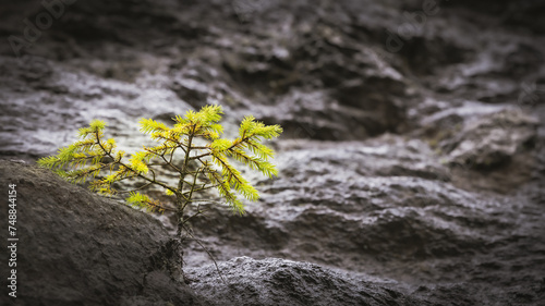 Closeup of a green plant on a rock