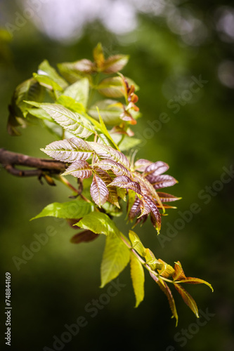 Closeup of green leaves of a tree branch © Wirestock