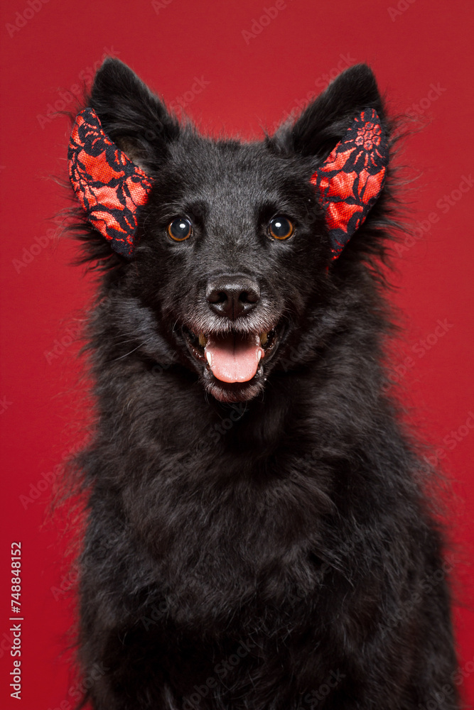 xmas themed funny portrait of a croatian sheepdog wearing devil horns in the studio against a red background