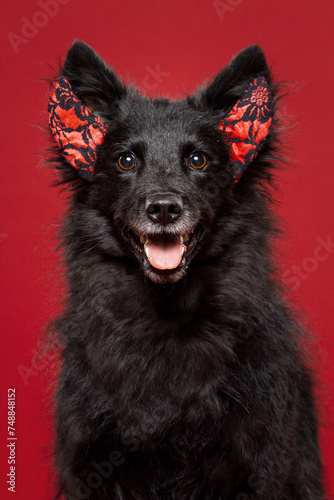 xmas themed funny portrait of a croatian sheepdog wearing devil horns in the studio against a red background