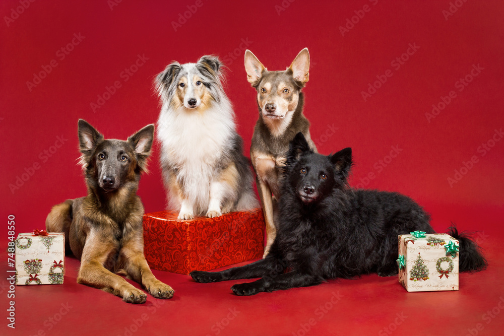 a group of four dogs a belgian shepherd a shetland sheepdog an australian kelpie and a croatian sheepdog sitting on a red xmas themed background in the studio a group of four dogs a belgian shepherd a shetland sheepdog an australian kelpie and a croatian sheepdog sitting on a red xmas themed background in the studio