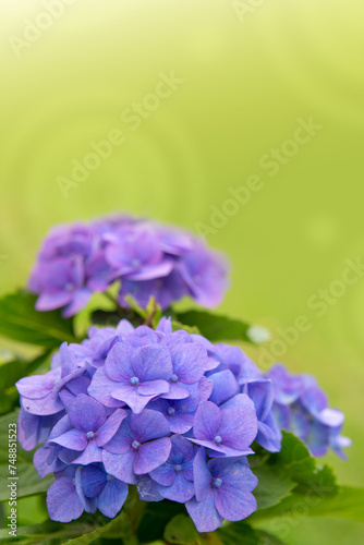 Beautiful blue hydrangea flowers isolated on green.