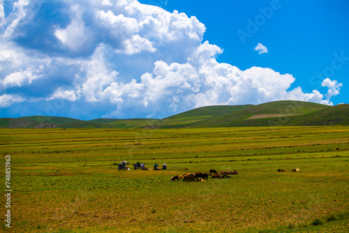 Pastoral Landscape with Grazing Livestock in East Azerbaijan Province, Ira © Emad Aljumah