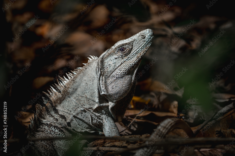 Black spiny-tailed iguana in the forest on the floor Black spiny-tailed iguana in the forest on the floor