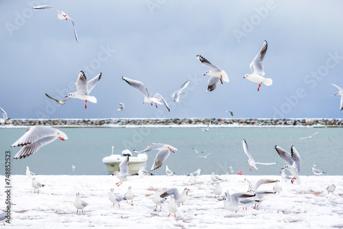 Seagulls in the air with snow, sea and boat view in the background