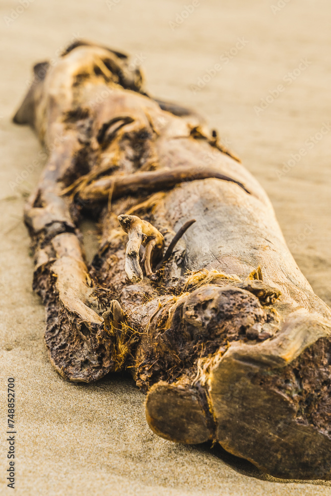 Bois échoué sur une plage de sable fin en Camargue