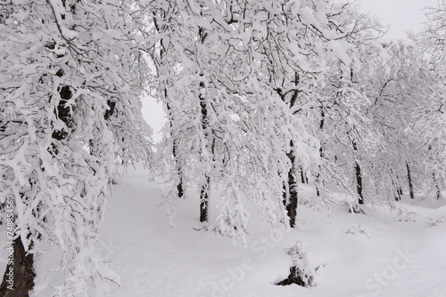 Winter landscape with snowy trees