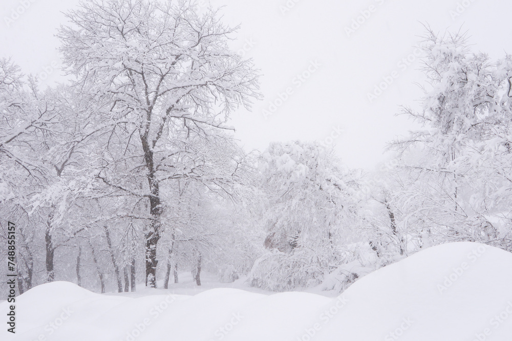 Winter landscape with snowy trees Winter landscape with snowy trees