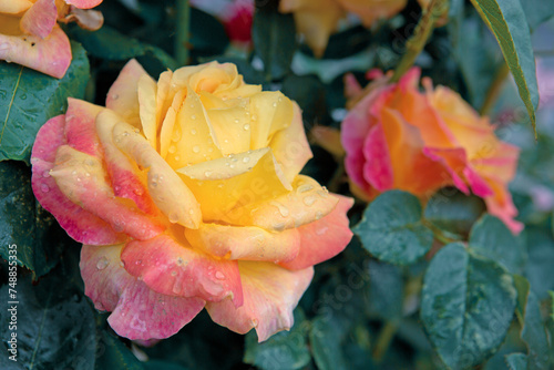 Coral rose flowers isolated on green in summer garden.