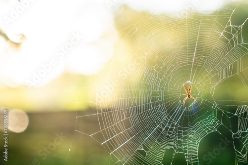 Spider web against a beautiful backlight 