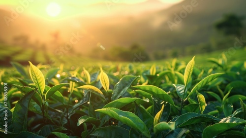 Tea plantation in sunset time. Nature background 