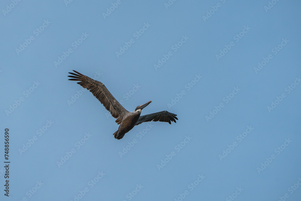 Brown pelican in flight animal Costa Rica bird Brown pelican in flight animal Costa Rica bird