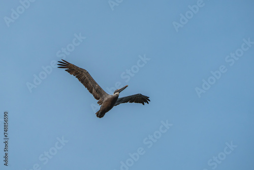 Brown pelican in flight animal Costa Rica bird