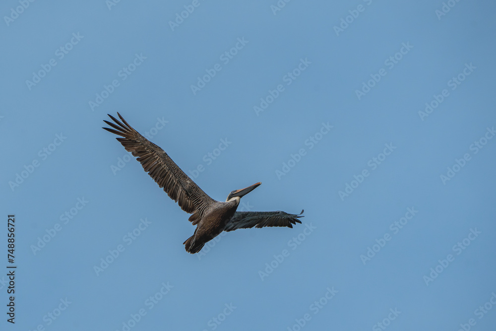 Obraz premium Brown pelican in flight animal Costa Rica bird