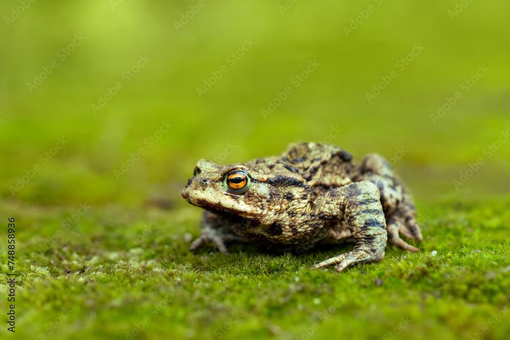 Obraz premium ropucha na wiosnę