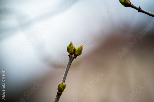 young and spring lilac fresh buds  © Rafa